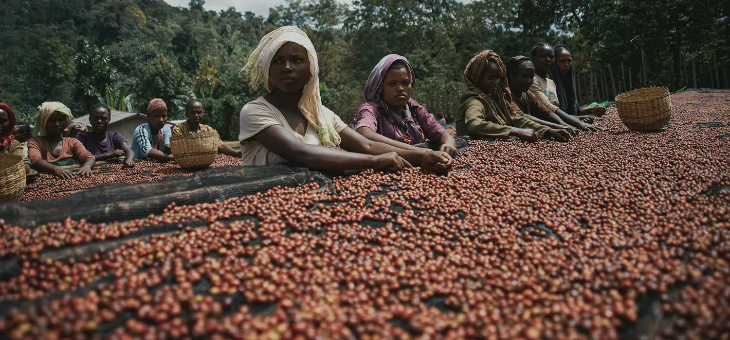 Why Ethiopian Beans Are Considered the Champagne of Coffee